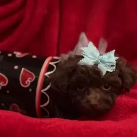 GATSBY, a male Maltipoo for sale in Terrell, TX – Photo 4 of 4