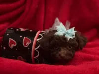 GATSBY, a male Maltipoo for sale in Terrell, TX – Photo 4 of 4