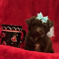 GATSBY, a male Maltipoo for sale in Terrell, TX – Photo 1 of 4