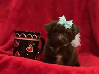 GATSBY, a male Maltipoo for sale in Terrell, TX – Photo 1 of 4