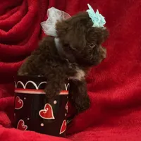 GATSBY, a male Maltipoo for sale in Terrell, TX – Photo 3 of 4