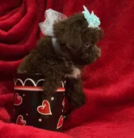 GATSBY, a male Maltipoo for sale in Terrell, TX – Photo 3 of 4