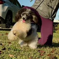 AKC - Van Halen, a male Poodle - Miniature  for sale in Terrell, TX – Photo 3 of 4