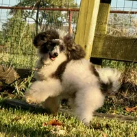 AKC - Van Halen, a male Poodle - Miniature  for sale in Terrell, TX – Photo 2 of 4