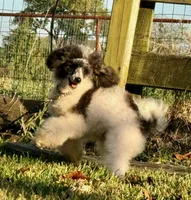 processed/4b77beef-6f81-4867-85e9-06617b6a19db/listing/9e8807f4-ff5a-4a4d-8e88-4abb873cfac5/1d036231-fcd3-4402-aa6c-aa40f779a741