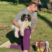 AKC - Van Halen, a male Poodle - Miniature  for sale in Terrell, TX – Photo 4 of 4