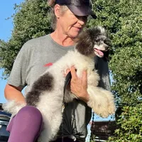 AKC - Van Halen, a male Poodle - Miniature  for sale in Terrell, TX – Photo 1 of 4