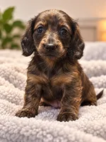 Lilly bee, a female Miniature Dachshund for sale in Colorado Springs, CO – 2 of 2