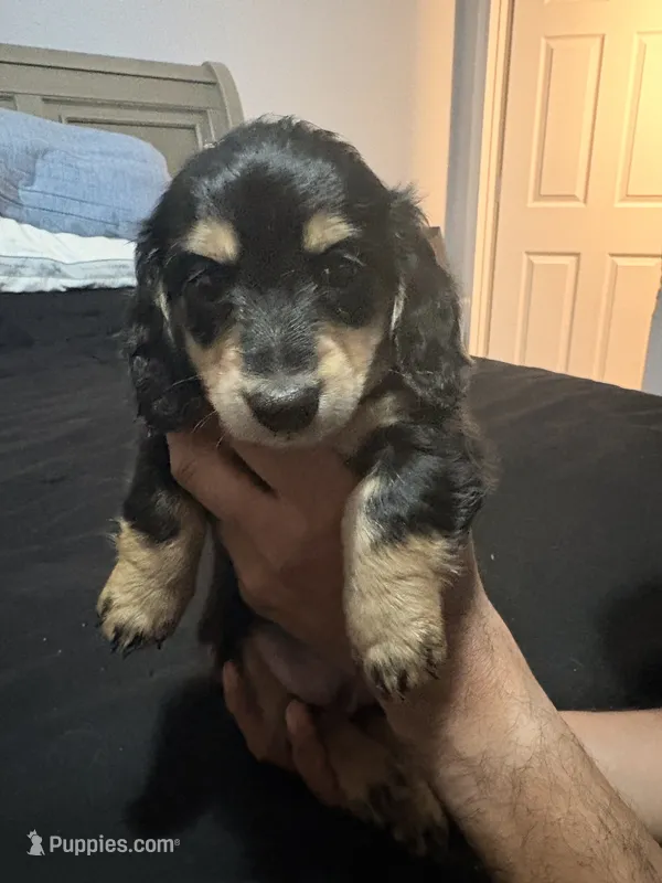 Joshua  – Miniature Dachshund puppy for sale in Colorado Springs, CO