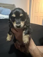 Joshua , a male Miniature Dachshund for sale in Colorado Springs, CO – 1 of 1