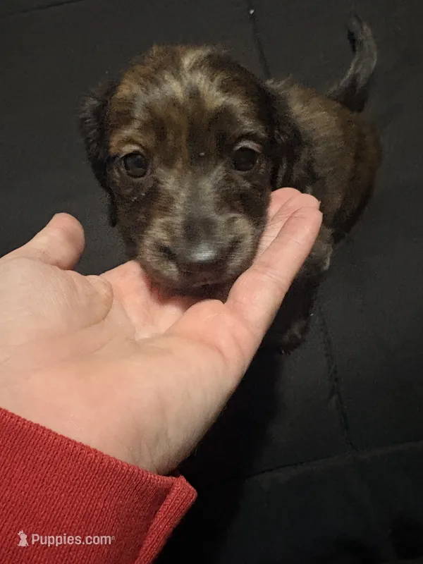 Lilly bee – Miniature Dachshund puppy for sale in Colorado Springs, CO