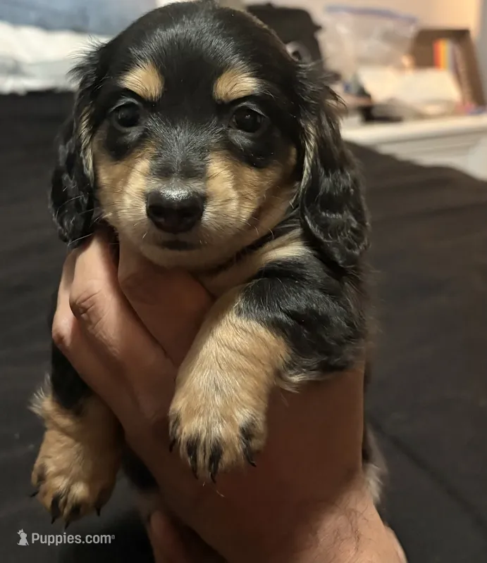 Mathew  – Miniature Dachshund puppy for sale in Colorado Springs, CO