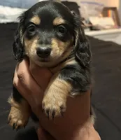 Mathew , a male Miniature Dachshund for sale in Colorado Springs, CO – 1 of 1