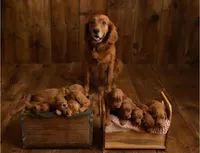 Petite Pink, a female Goldendoodle for sale in Cleveland, WI – 7 of 8