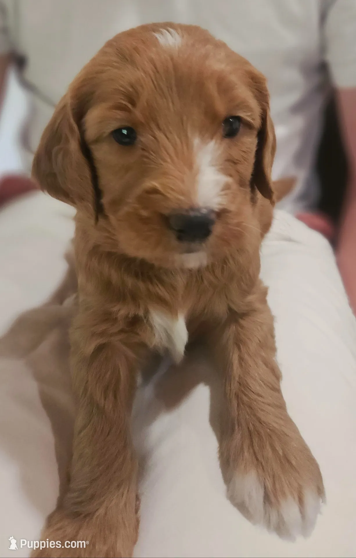 Bright Star, a female Goldendoodle for sale in Cleveland, WI – 1 of 6