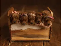 Orange blossom, a female Goldendoodle for sale in Cleveland, WI – 7 of 8