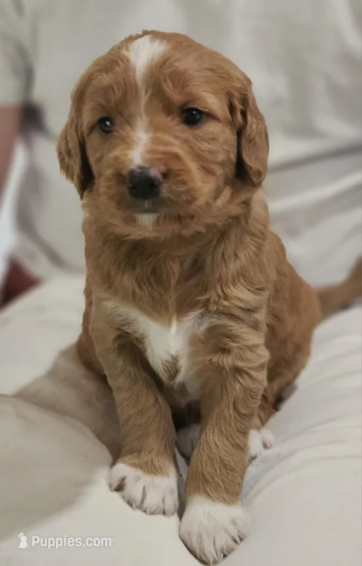 Orange blossom – Goldendoodle puppy for sale in Cleveland, WI