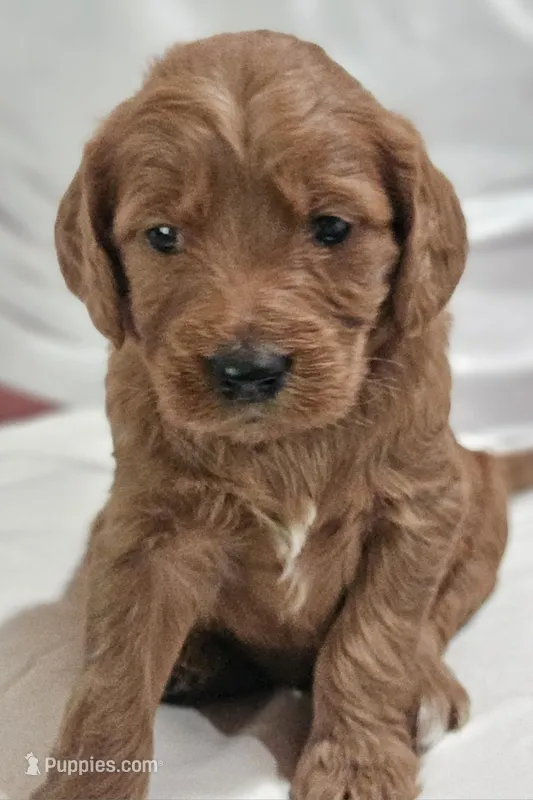 Lavender  – Goldendoodle puppy for sale in Cleveland, WI