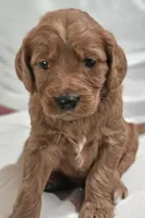 Lavender , a female Goldendoodle for sale in Cleveland, WI – 1 of 8