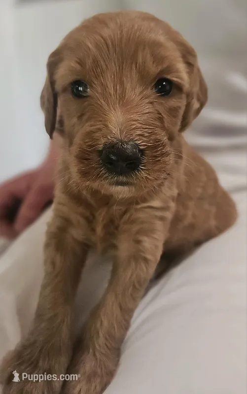 Dusty Rose – Goldendoodle puppy for sale in Cleveland, WI