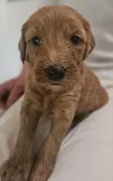 Dusty Rose, a female Goldendoodle for sale in Cleveland, WI – 1 of 8