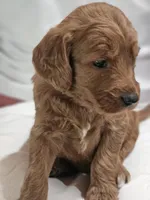 Lavender , a female Goldendoodle for sale in Cleveland, WI – 2 of 8