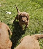 Sweet Red , a male Goldendoodle for sale in Cleveland, WI – 2 of 6