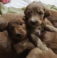 Plum, a female Goldendoodle for sale in Cleveland, WI – 2 of 7
