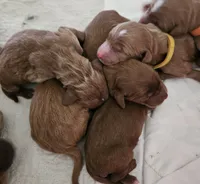 Orange blossom, a female Goldendoodle for sale in Cleveland, WI – 5 of 8