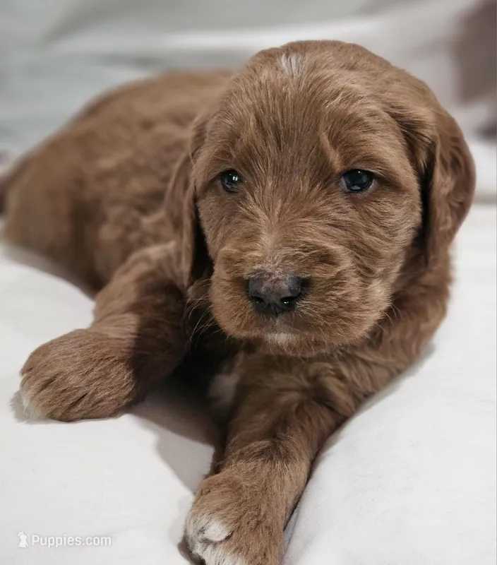 Ember – Goldendoodle puppy for sale in Cleveland, WI