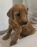 Dusty Rose, a female Goldendoodle for sale in Cleveland, WI – 2 of 8