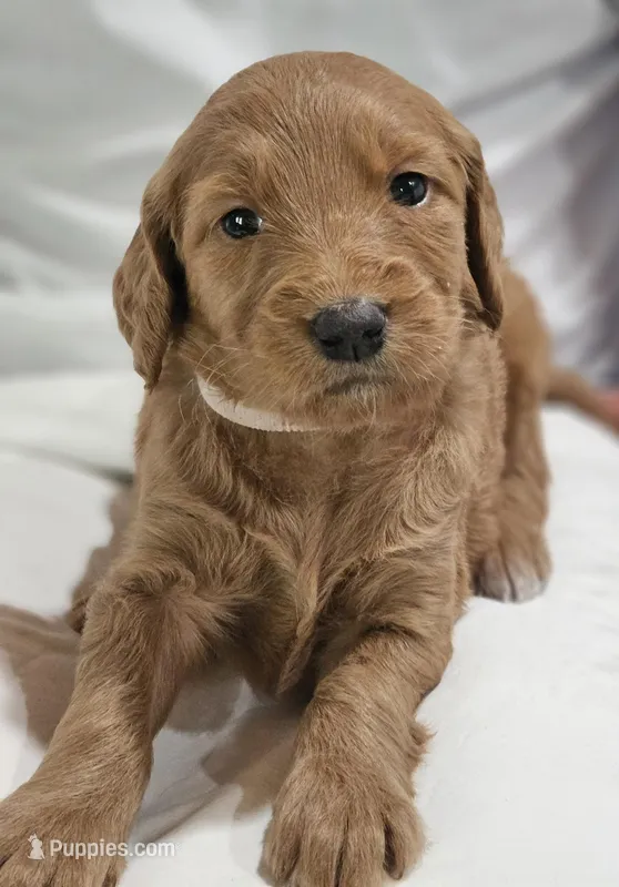 Petite Pink – Goldendoodle puppy for sale in Cleveland, WI