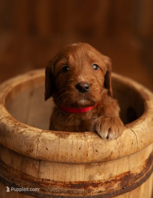 Sweet Red  – Goldendoodle puppy for sale in Cleveland, WI
