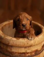 Sweet Red , a male Goldendoodle for sale in Cleveland, WI – 1 of 6