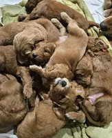 Sky , a male Goldendoodle for sale in Cleveland, WI – 2 of 5