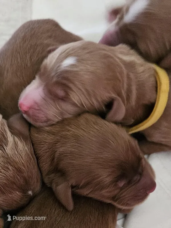 Bright Star – Goldendoodle puppy for sale in Cleveland, WI