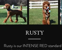Bright Star, a female Goldendoodle for sale in Cleveland, WI – 5 of 6