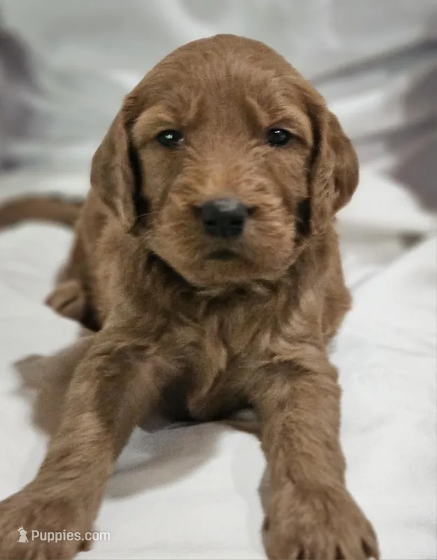 Sky  – Goldendoodle puppy for sale in Cleveland, WI