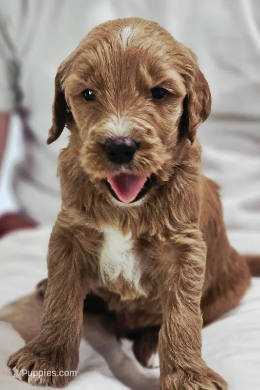 Crimson – Goldendoodle puppy for sale in Cleveland, WI