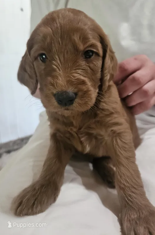 Plum – Goldendoodle puppy for sale in Cleveland, WI