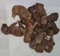 Petite Pink, a female Goldendoodle for sale in Cleveland, WI – 4 of 8