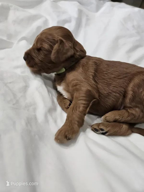 Ember – Goldendoodle puppy for sale in Cleveland, WI