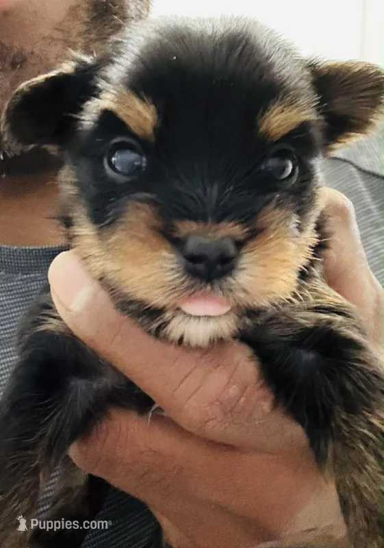 No name  – Yorkshire Terrier puppy for sale in Greenville, SC