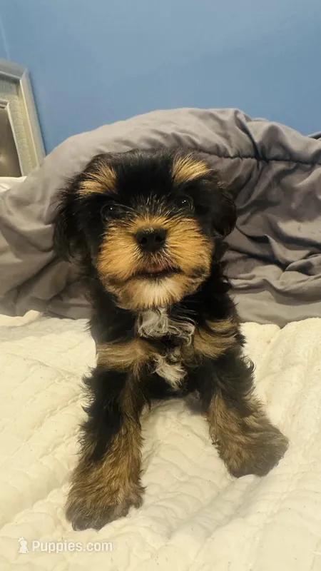 No name  – Yorkshire Terrier puppy for sale in Greenville, SC