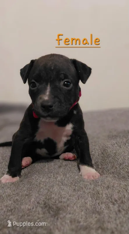 Delilah – American Bully, American Pit Bull Terrier puppy for sale in Haines City, FL