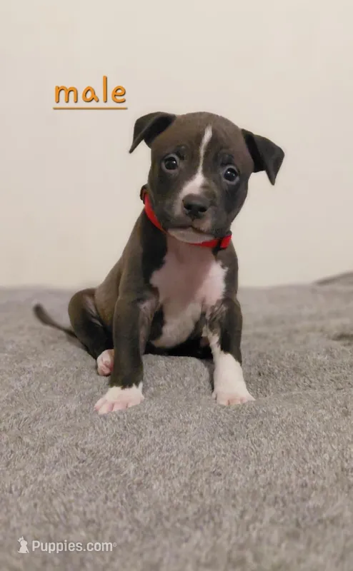 Endo – American Bully, American Pit Bull Terrier puppy for sale in Haines City, FL