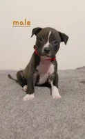 Endo, a female American Bully and American Pit Bull Terrier for sale in Haines City, FL – Photo 1 of 4