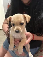 Nova, a female Miniature Schnauzer and Chihuahua for sale in Haines City, FL – Photo 3 of 4