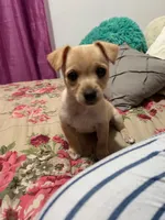 Nova, a female Miniature Schnauzer and Chihuahua for sale in Haines City, FL – Photo 4 of 4