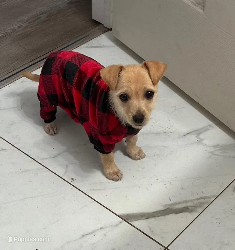 Nova – Miniature Schnauzer, Chihuahua puppy for sale in Haines City, FL